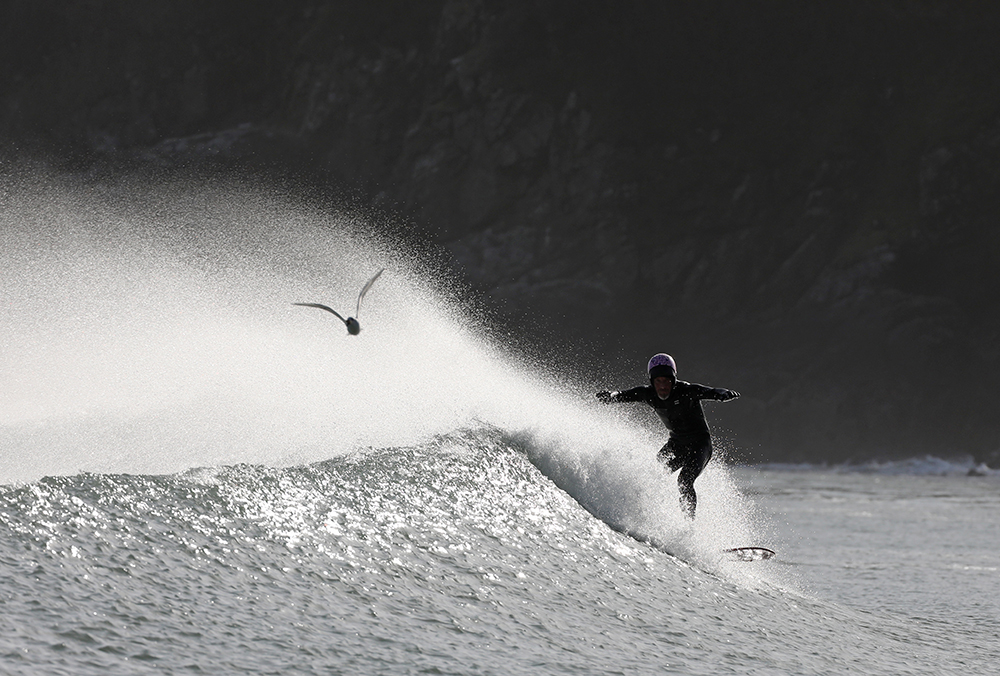 Surfeur et mouette rieuse synchrones le long de la vague - Crédit : Yann Février