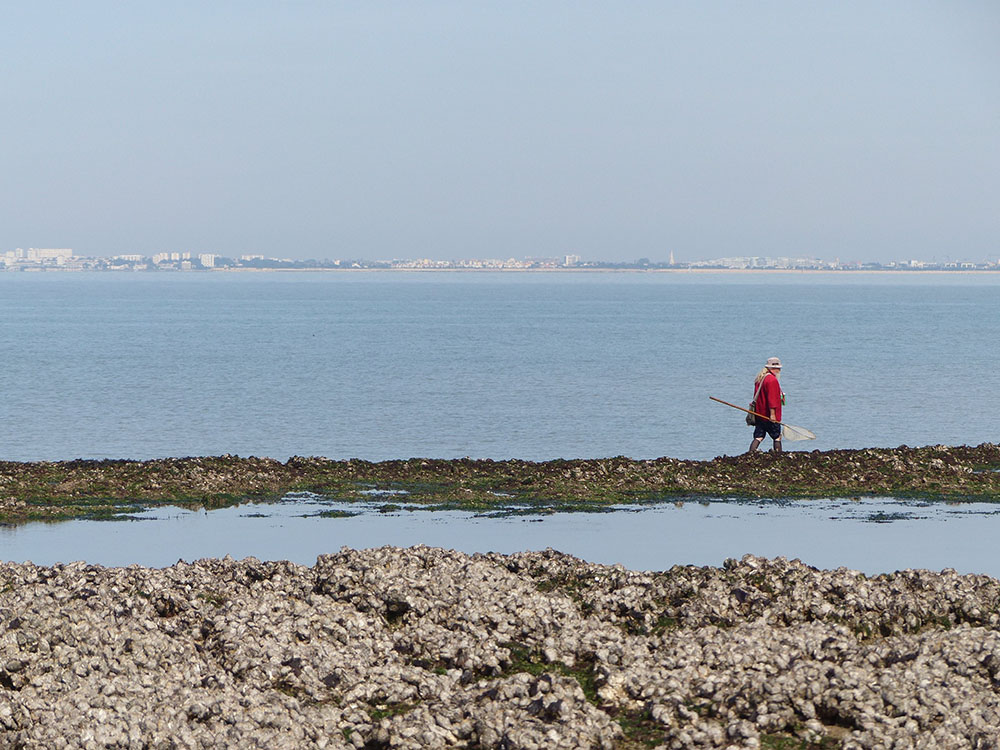 Un pêcheur à pied à la crevette sur l'estran rocheux de l'île d'Aix. Crédit : Amandine Eynaudi / Office français de la biodiversité