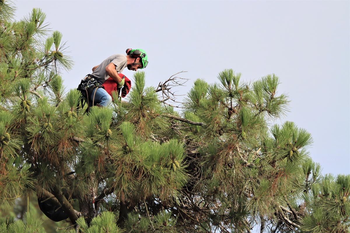 Un grimpeur professionnel récupère les deux poussins. Crédit photo : Maylis Fayet / OFB