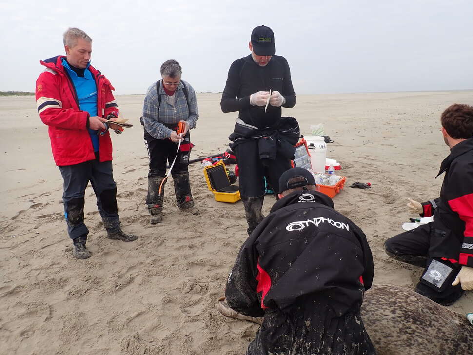 En 2019, dix phoques gris et quatre phoques veaux marins ont été équipés de balises télémétriques GPS/GSM en baie de Somme. La pose de balises permet d’étudier pendant plusieurs mois les déplacements et comportements en plongée de ces carnivores. Lieu de prise de vue: Baie de Somme. Crédits : Benjamin Guichard / OFB