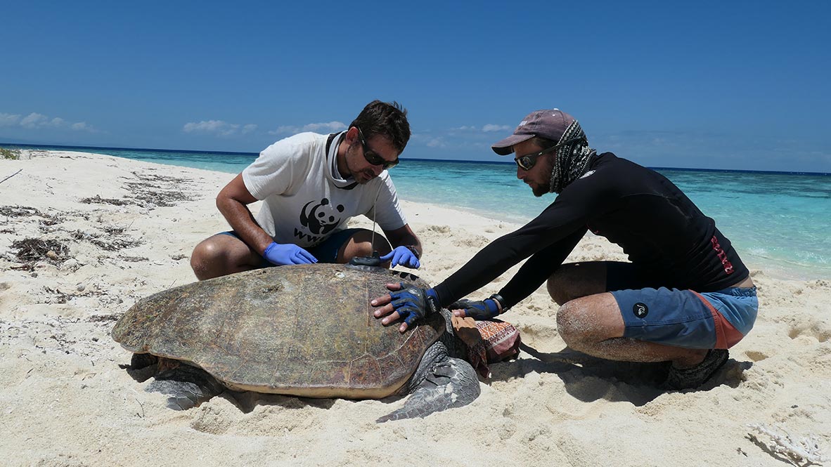 Suivi de la nidification des tortues "grosses-têtes" en Nouvelle-Calédonie - Un projet porté par le WWF, partenaire de TeMeUm. Crédit photo : Marc Oremus