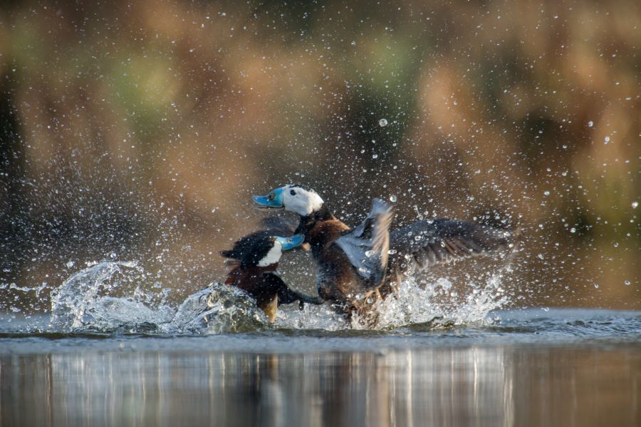 Fight between a male ruddy duck (left) and a male white-headed duck (right). Credit: Eric Médard / www.ericmedard.com 