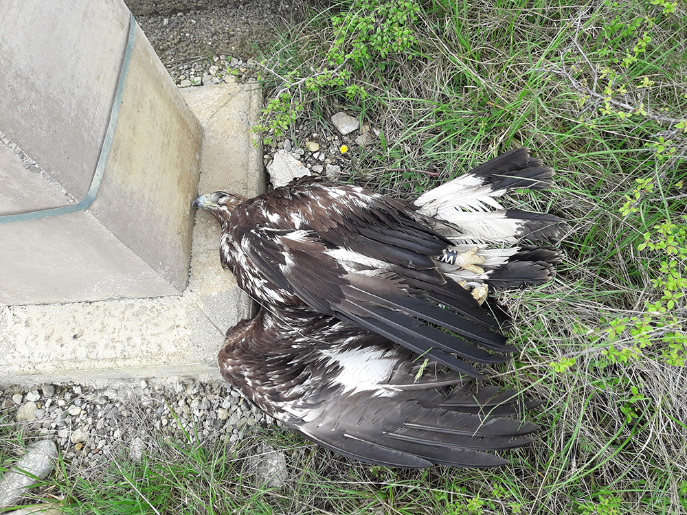 Aigle royal mort au pied d'une ligne électrique dans les Hautes-Alpes. Crédit photo : Thierry Coulée / OFB