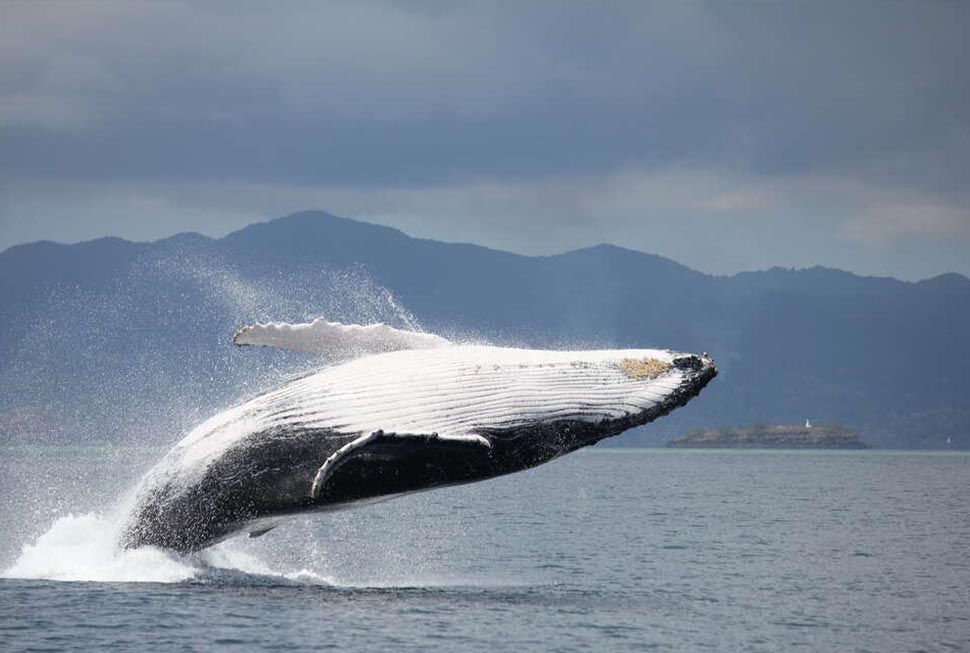 Baleine à bosse (Megaptera novoeangliae). Crédit photo : Yannick Stephan / Mayotte Découverte