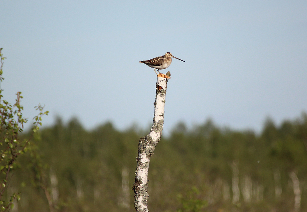 Bécassine des marais perchée sur un arbre. Crédit photo : Damien Coreau / OFB