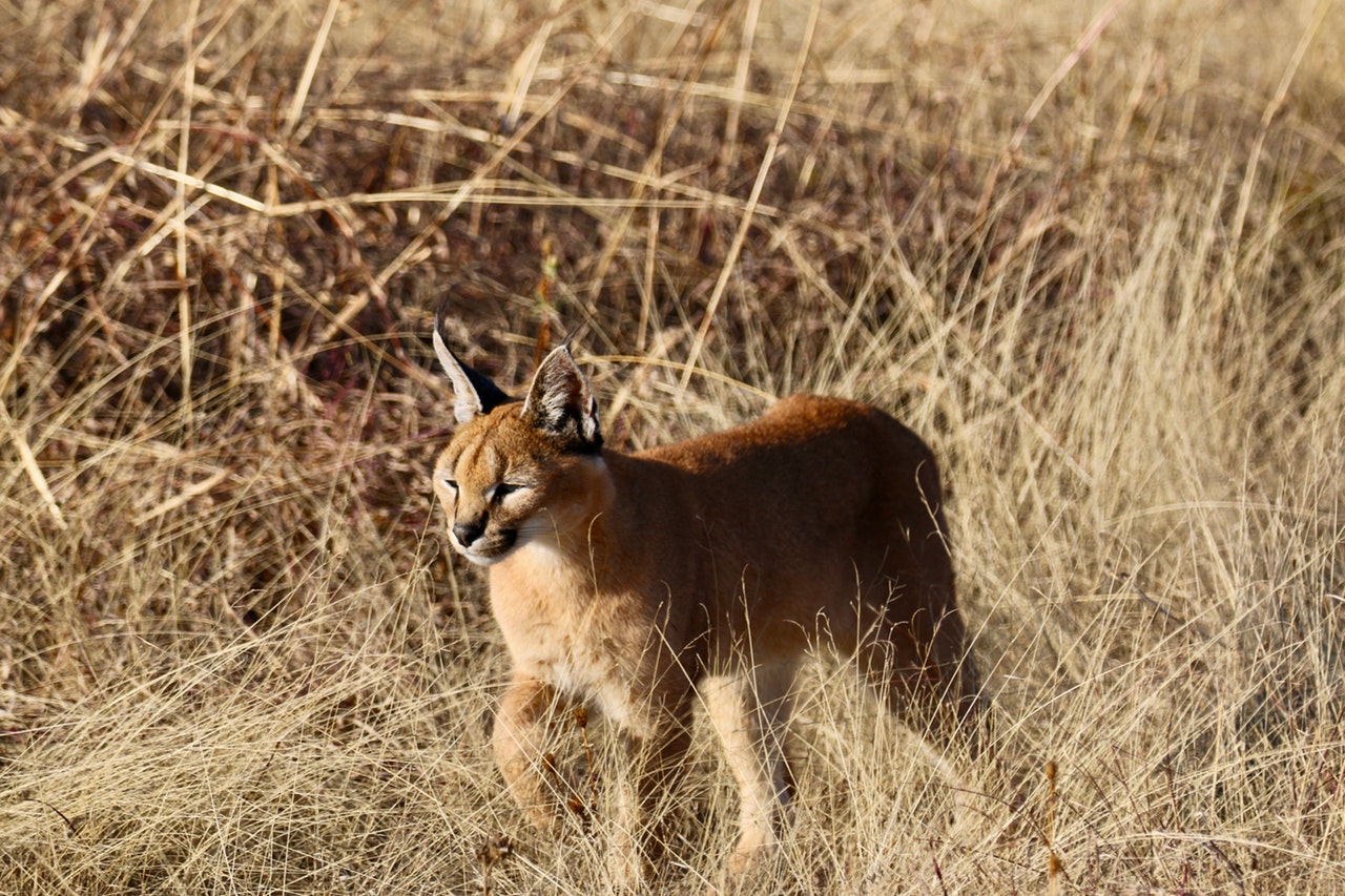 Un Caracal A Pietrosella