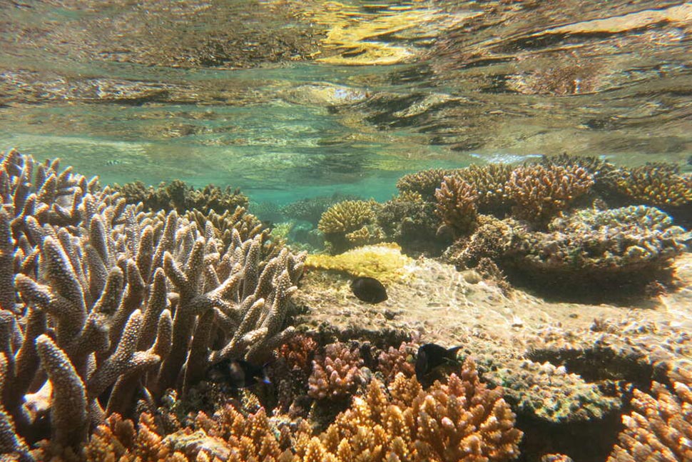 Le corail, par exemple, produit des molécules chimiques pour se défendre, qui sont utilisées dans le traitement du cancer, du sida... Une raison de plus pour protéger la biodiversité ! Crédit : Julie Molinier / OFB