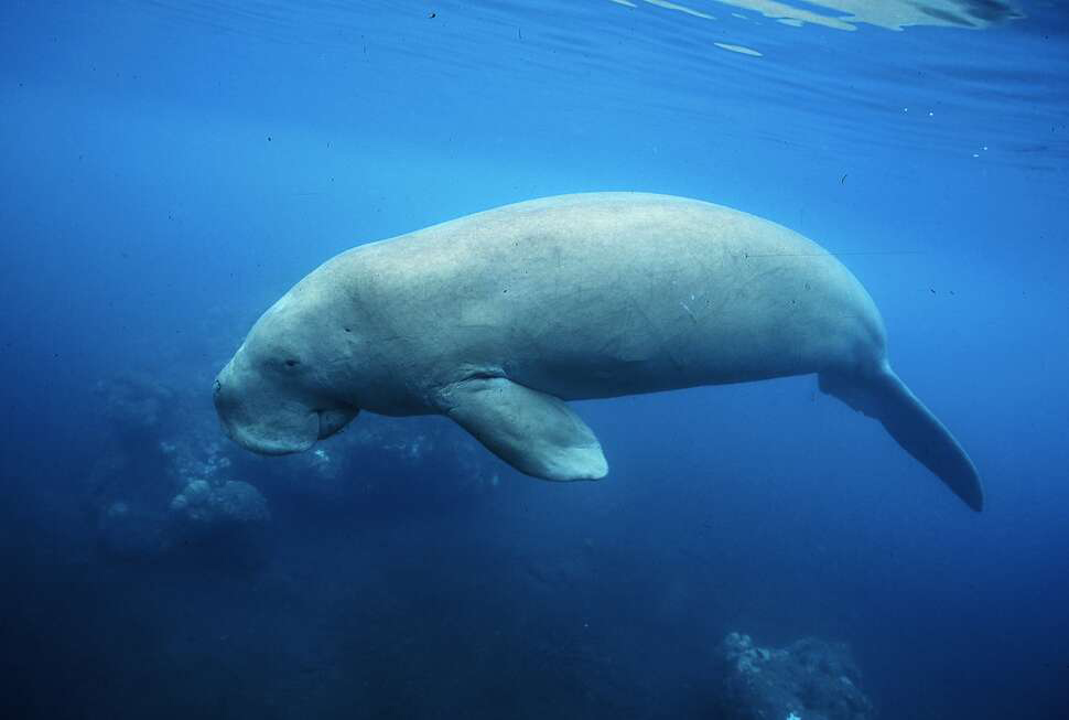Dugong (Dugong dugon). Crédit photo : Pierre Larue