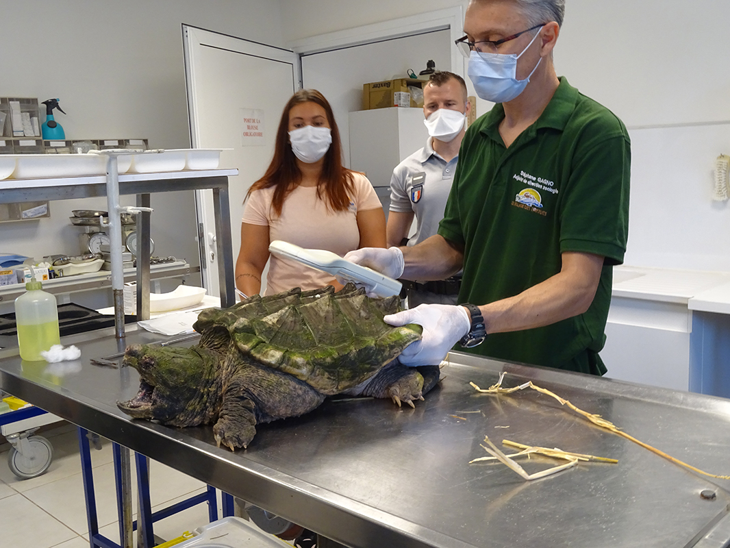 Examen de la tortue alligator. Crédit photo : Concha Agero / OFB