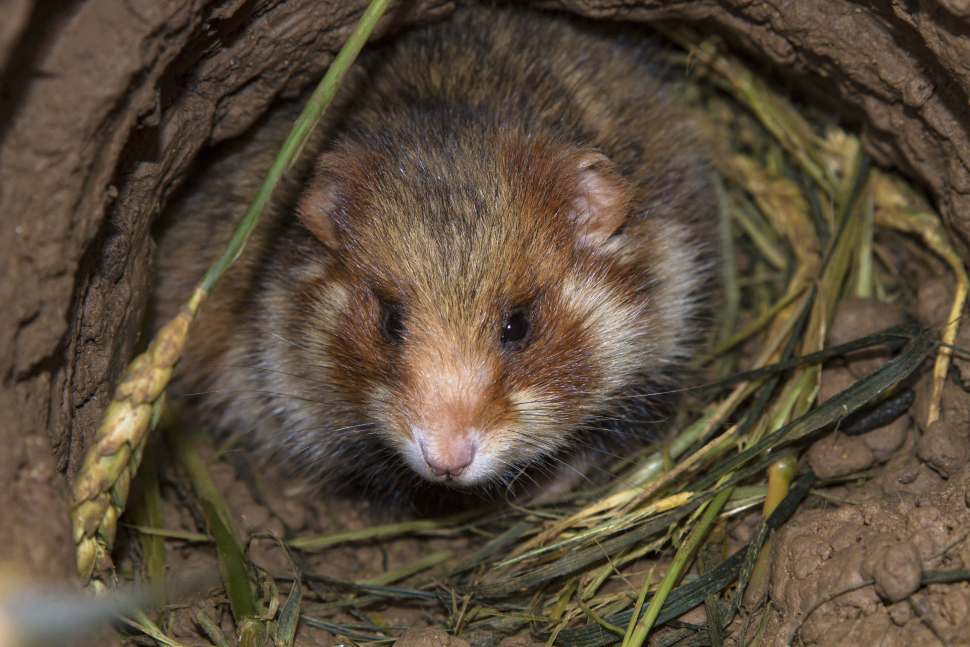 Grand hamster dans son terrier. Crédit photo : Philippe Massit / OFB