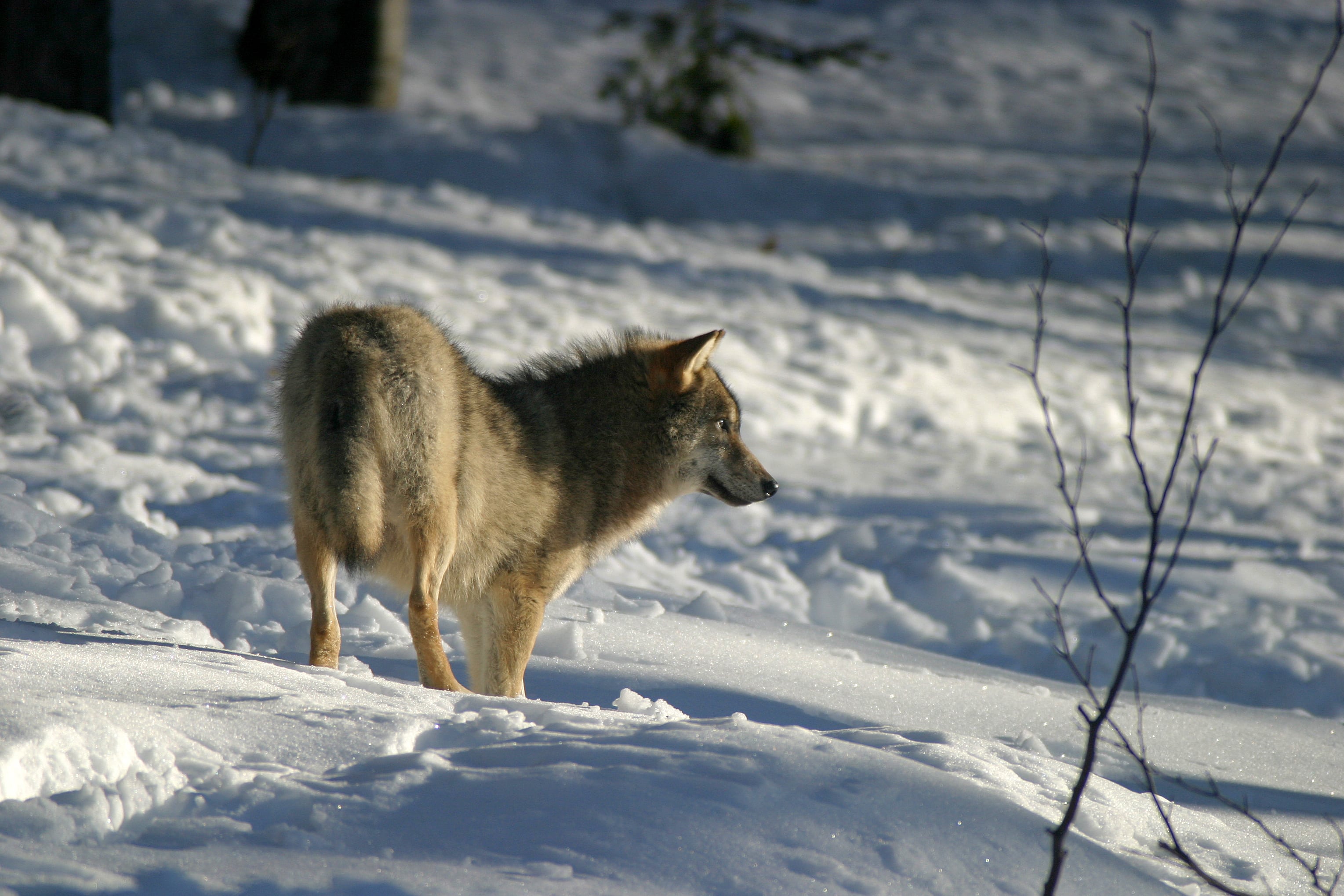 Loup gris (Canis lupus), une espèce sur la liste rouge UICN comme espèce « préoccupation mineure » (liste rouge mondiale et européenne) et « vulnérable » (liste rouge française). Crédit photo : Philippe Massit / OFB