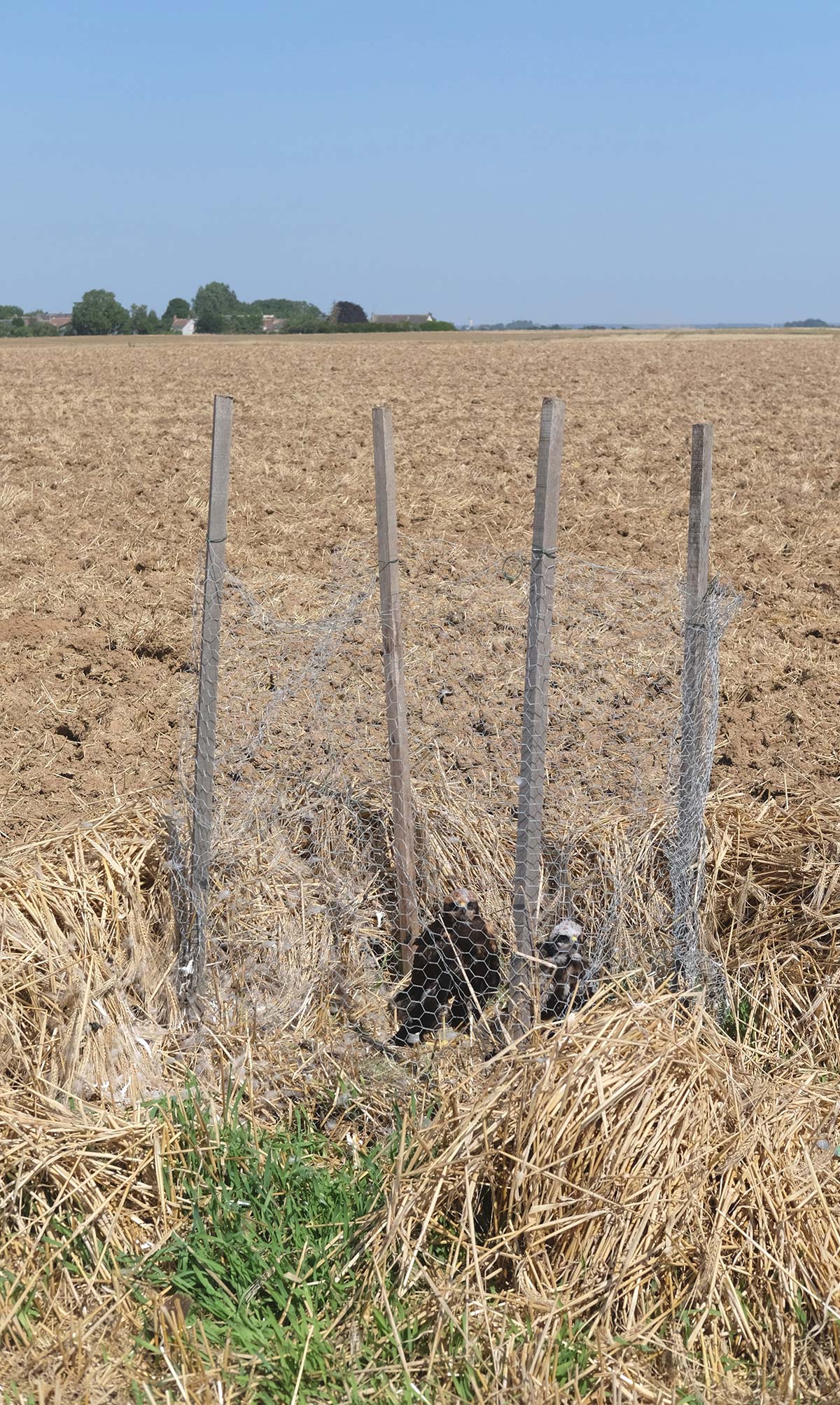 Nid protégé de busard dans un champ de céréales. Crédit photo : Vincent Vauclin / OFB