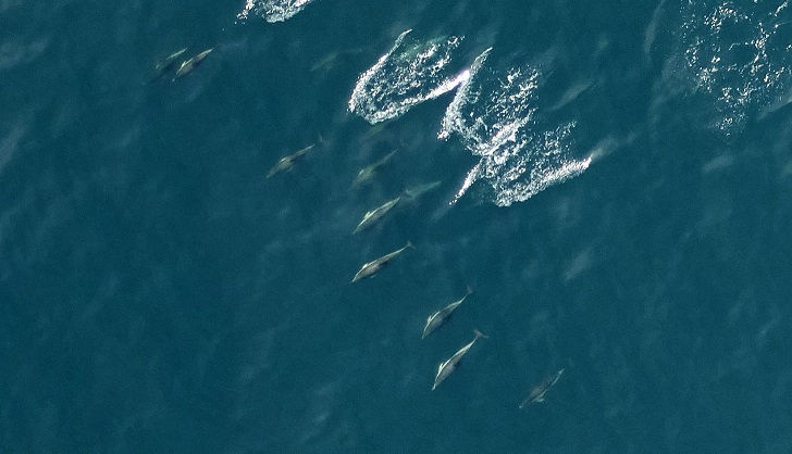 Suivi aérien de la mégafaune marine dans le Parc naturel marin. Crédit photo : Avion Jaune pour le projet SEMMACAPE