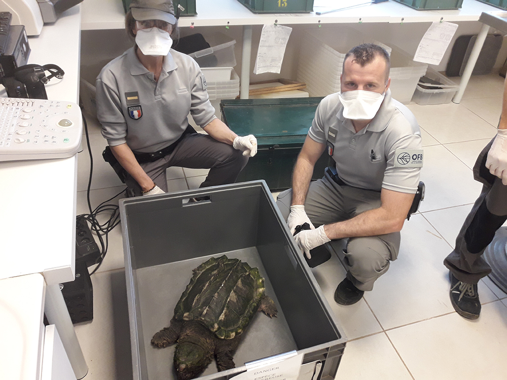 La tortue alligator est transférée dans le centre spécialisé "Village des tortues". Crédit photo : Concha Agero / OFB