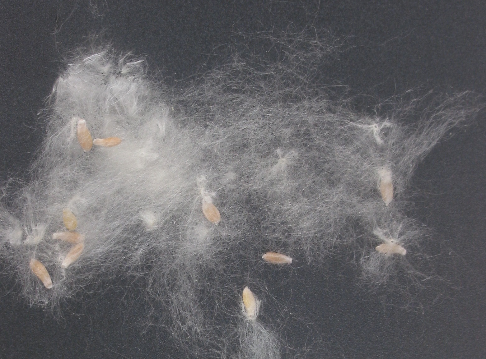 Le peuplier produit en abondance une bourre cotonneuse qui lui permet de faire voyager ses graines par le vent. Crédit photo : Rasbak