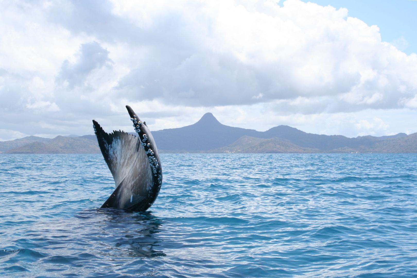 Les Premières Baleines à Bosse De Lannée à Mayotte