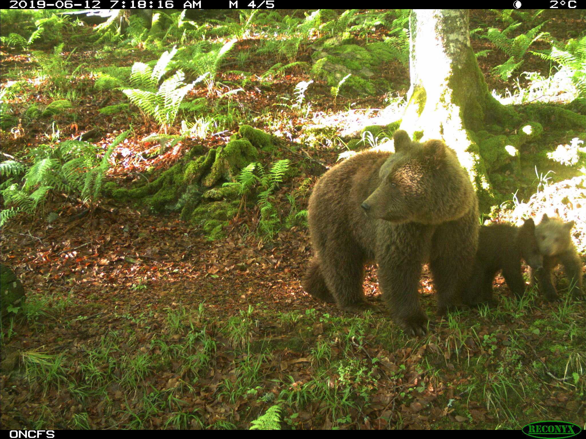 Bilan du suivi de l'ours dans les Pyrénées