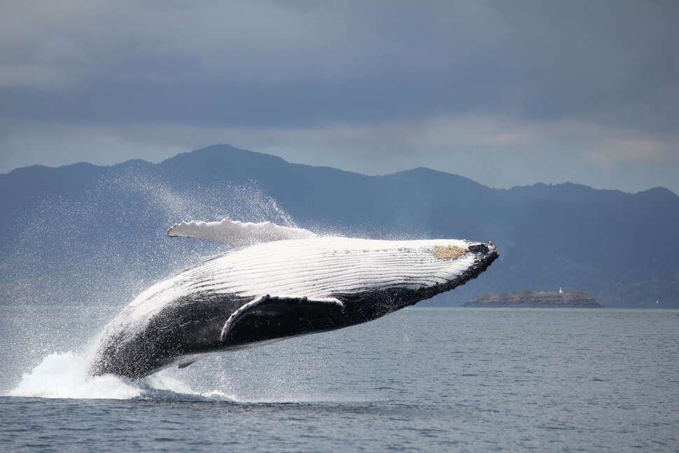 Le Suivi Des Baleines à Bosse Dans L’océan Indien