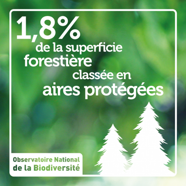 Indicateur 1,8% de la superficie forestière classée en aires protégées - Olivier Debuf. Crédit photo : Olivier Debuf / Office français de la biodiversité