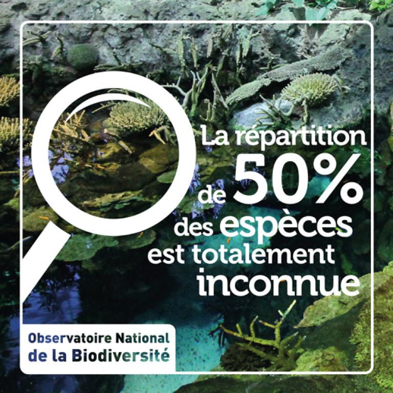 Indicateur La répartition de 50 % des espèces est totalement inconnue - Olivier Debuf. Crédit photo : Olivier Debuf / Office français de la biodiversité