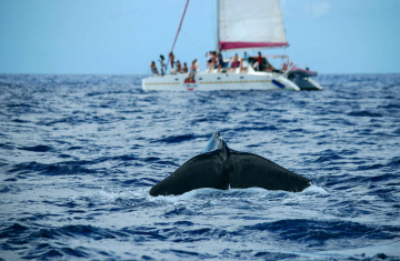Whale-watching en Martinique. Crédit photo : Benjamin de Montgolfier / Aquasearch