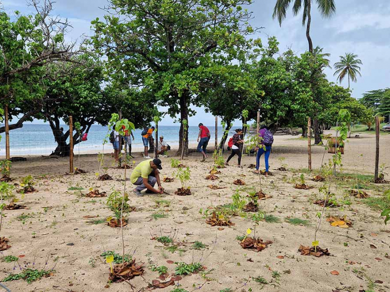 Micro-projet pour la revégétalisation de plages à Sainte-Luce en Martinique. Crédit photo : Ville de Sainte-Luce