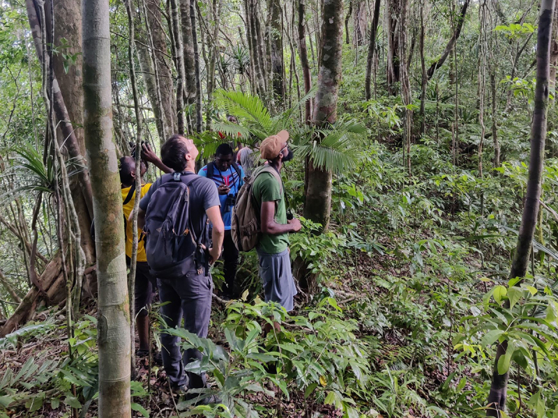 Journée en forêt aux Comores pour se former au comptage des oiseaux. Crédit photo : Malo Braquier / GEPOMAY