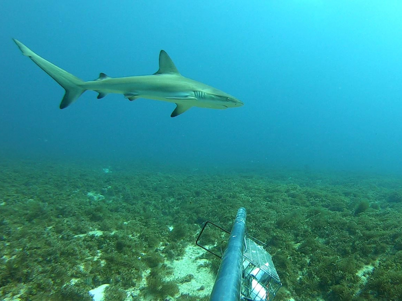 Passage d’un requin de récif (Carcharhinus perezi) devant la caméra. Crédit photo : Kap Natirel
