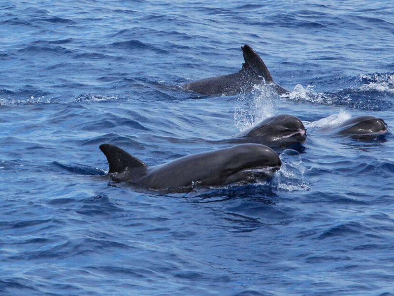 Groupe de dauphins d'Electre (Peponocephala electra), une espèce menacée d'après la liste rouge de l'IUCN. Crédit photo : Jordane Chazal / OMMAG
