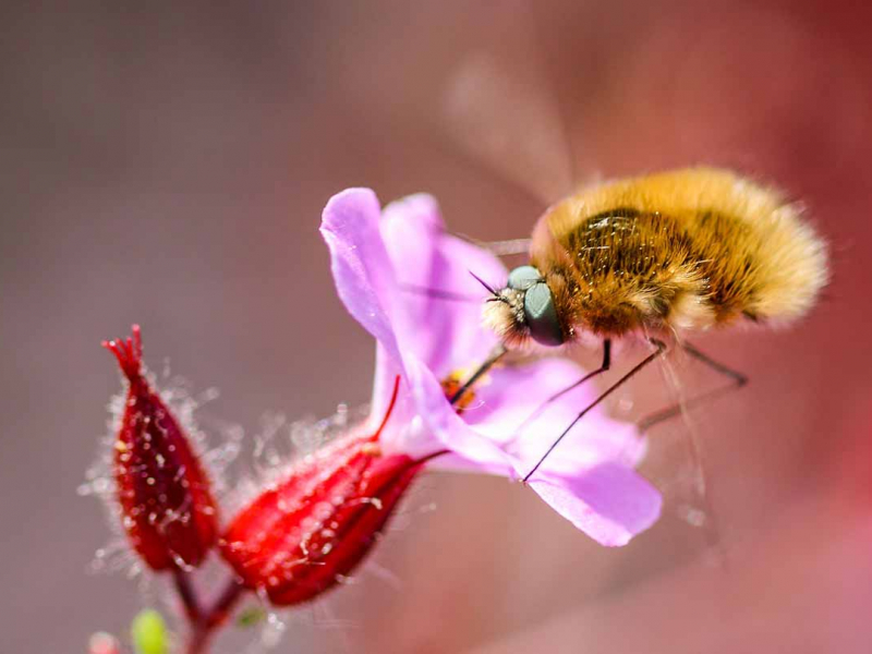 Grand bombyle (Bombylius major). Crédit photo : Ophélie Ricci