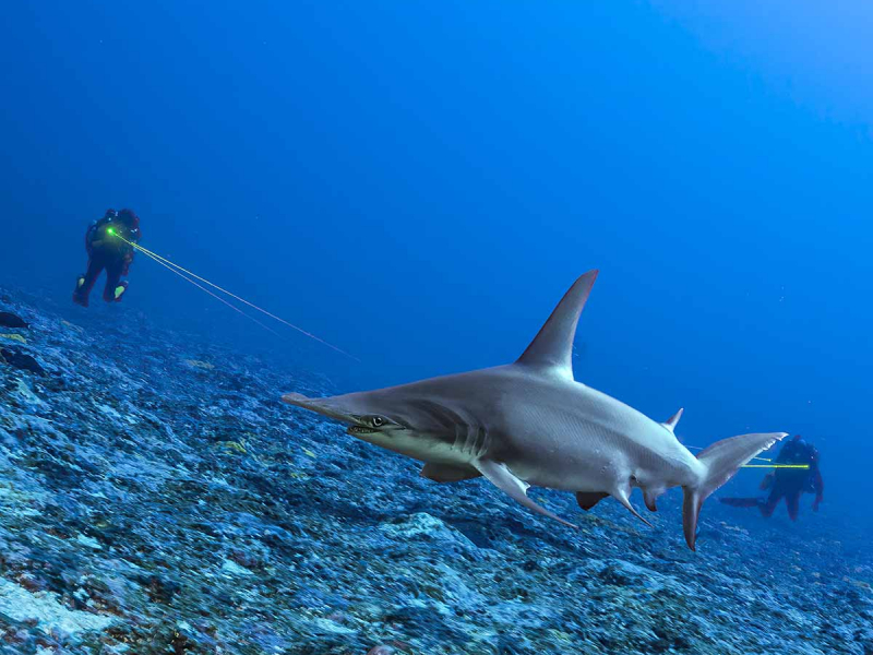 Grand requin-marteau et plongeurs effectuant des mesures au laser. Crédit photo : Thomas Pavy / Gombessa Expéditions 