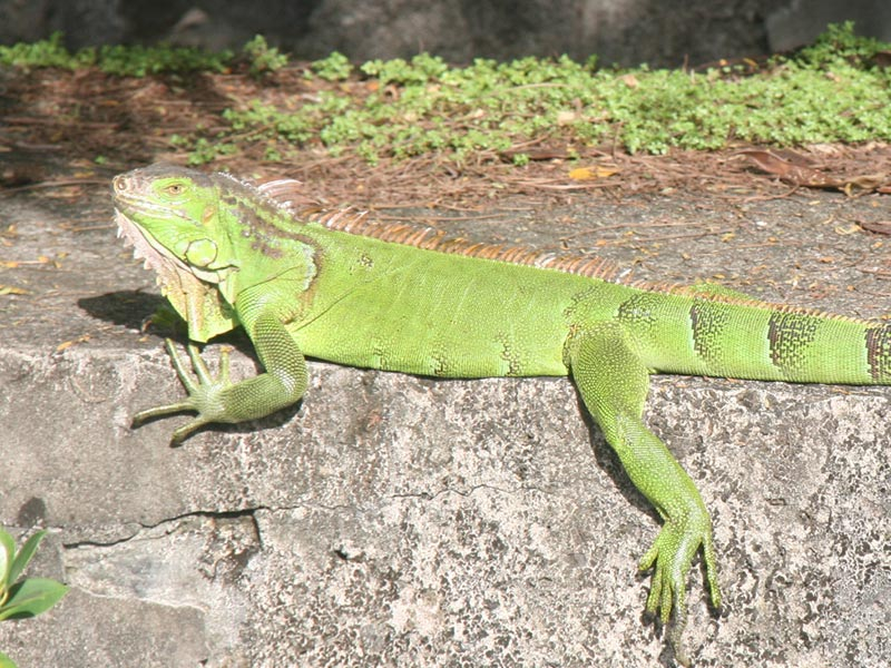 Iguane commune, espèce interdite de toutes activités en Martinique. Crédit photo : DEAL Martinique