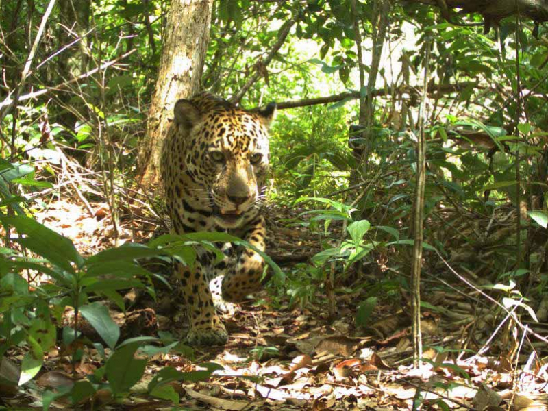 Jaguar (Panthera onca) capturé par un piège photographique. Credit : OFB - CNES