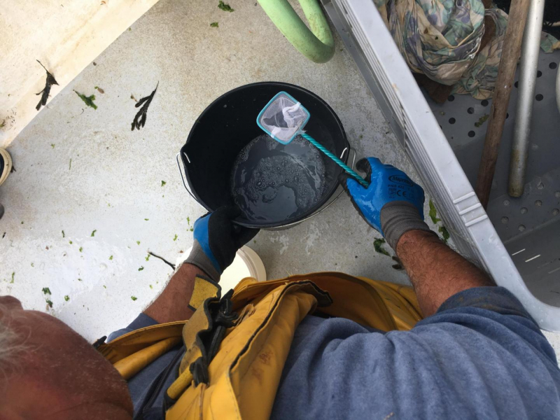 Fécondation artificielle des oeufs de maigre menée à bord du bateau. Crédit photo : Ronan Lucas / OFB