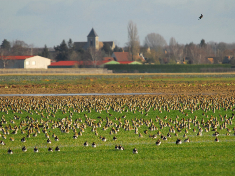 Les équipes de la direction régionale contribuent à la mise en œuvre de la directive européenne cadre sur l’eau (DCE) et de la stratégie nationale biodiversité (SNB).  Elles participent, avec des membres fondateurs et des partenaires de l’ARB Île-de-France à l’élaboration de la stratégie régionale qui a pour ambition d’engager tous les acteurs franciliens dans la lutte contre l’érosion de la biodiversité.     La mission de coordination de bassin Seine-Normandie La direction régionale représente l’établiss