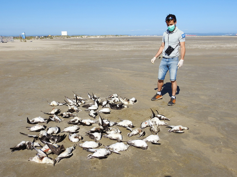 56 oiseaux morts, récemment déposés par la mer, ont été découverts sur 800 m de littoral. Crédit photo : Sylvain Ceyte / Parc naturel régional de Camargue 