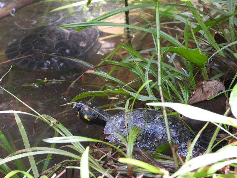 Deux tortues relâchées Crédit photo : Chloé Jacques / OFB