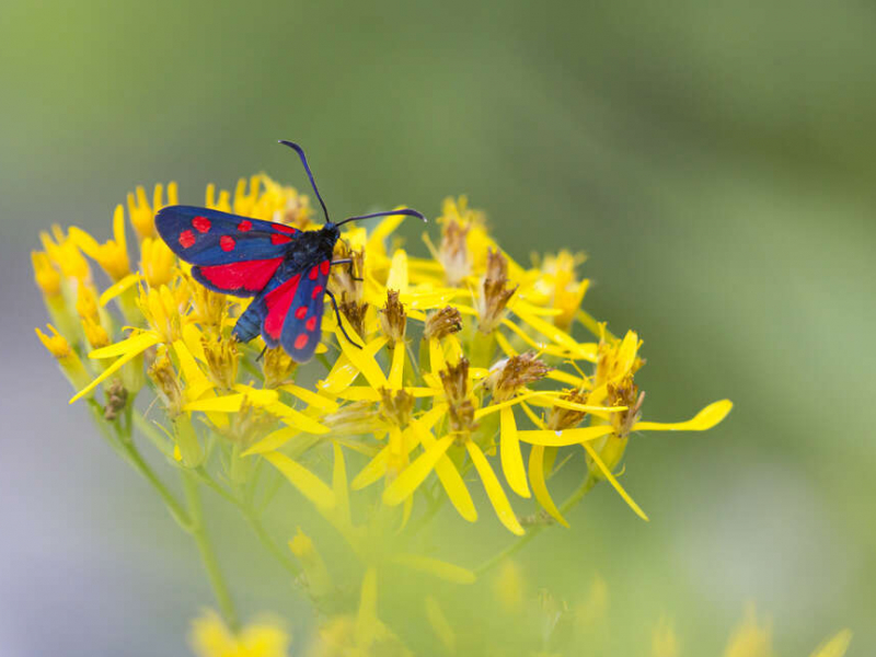 Zygène transalpine (Zygaena transalpina). Crédit photo : Philippe Massit / OFB