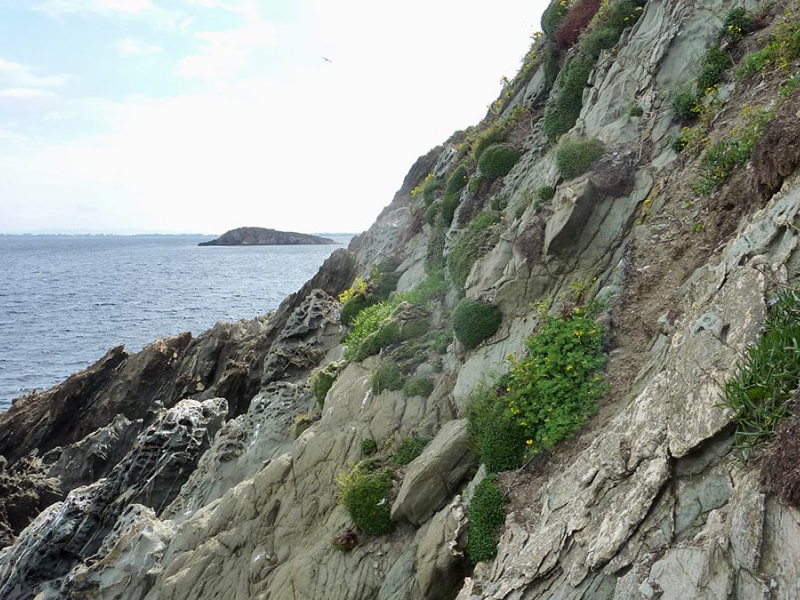 Rivages rocheux, presqu’île de Giens, Hyères, Var. Crédit photo : Virgile Noble / CBN méditerranéen de Porquerolles