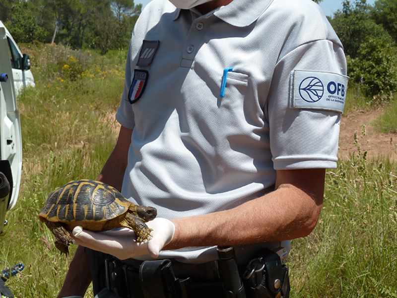 La Police De L Environnement Au Chevet De La Tortue D Hermann La Police De L Environnement Au Chevet De La Tortue D Hermann