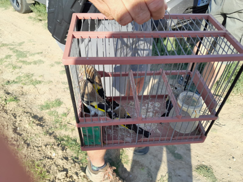 Saisie des passereaux. Crédit photo : Office français de la biodiversité