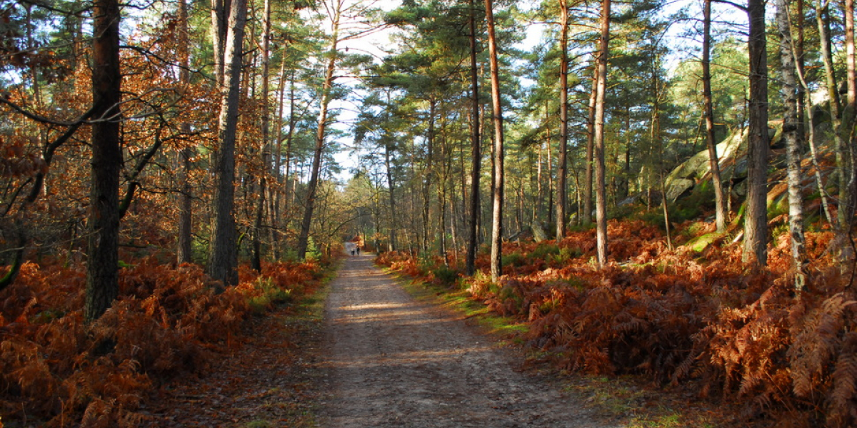 Forêt de Fontainebleau. Crédit photo : Maxime Zucca / ARB Île-de-France