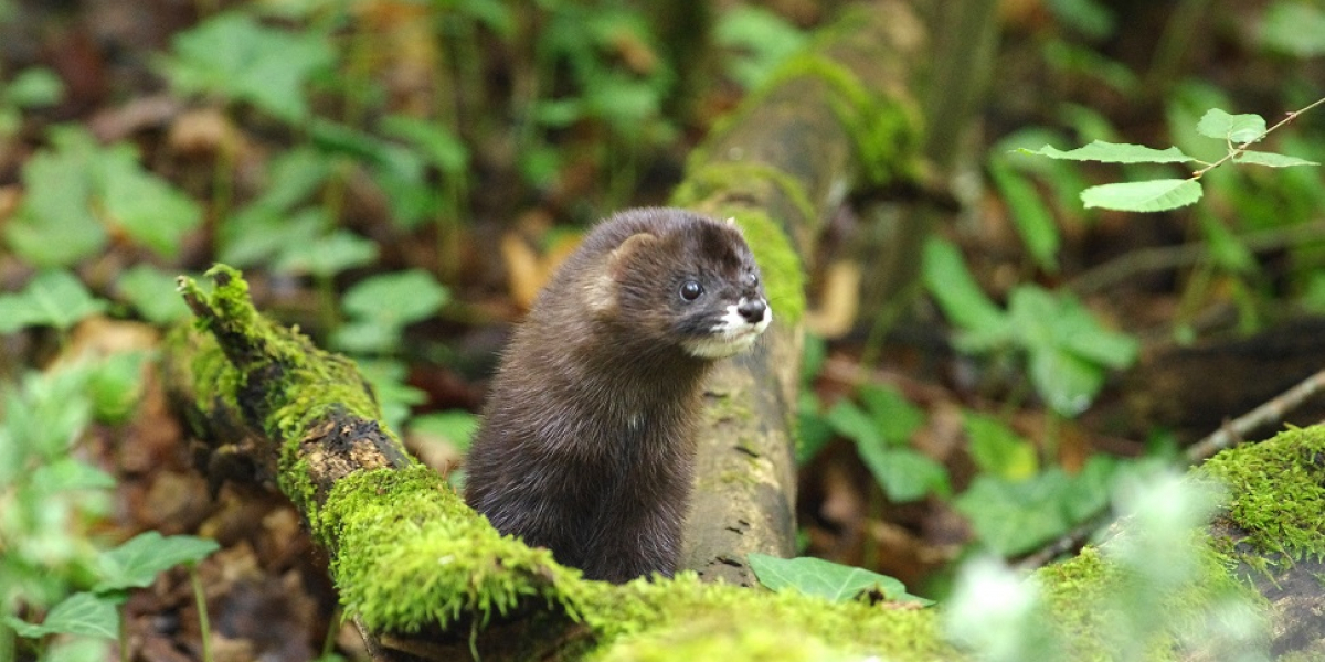 Vision d'Europe (Mustela lutreola linnaeus). Crédit photo : Julien Steinmetz Vision d'Europe (Mustela lutreola linnaeus). Crédit photo : Julien Steinmetz