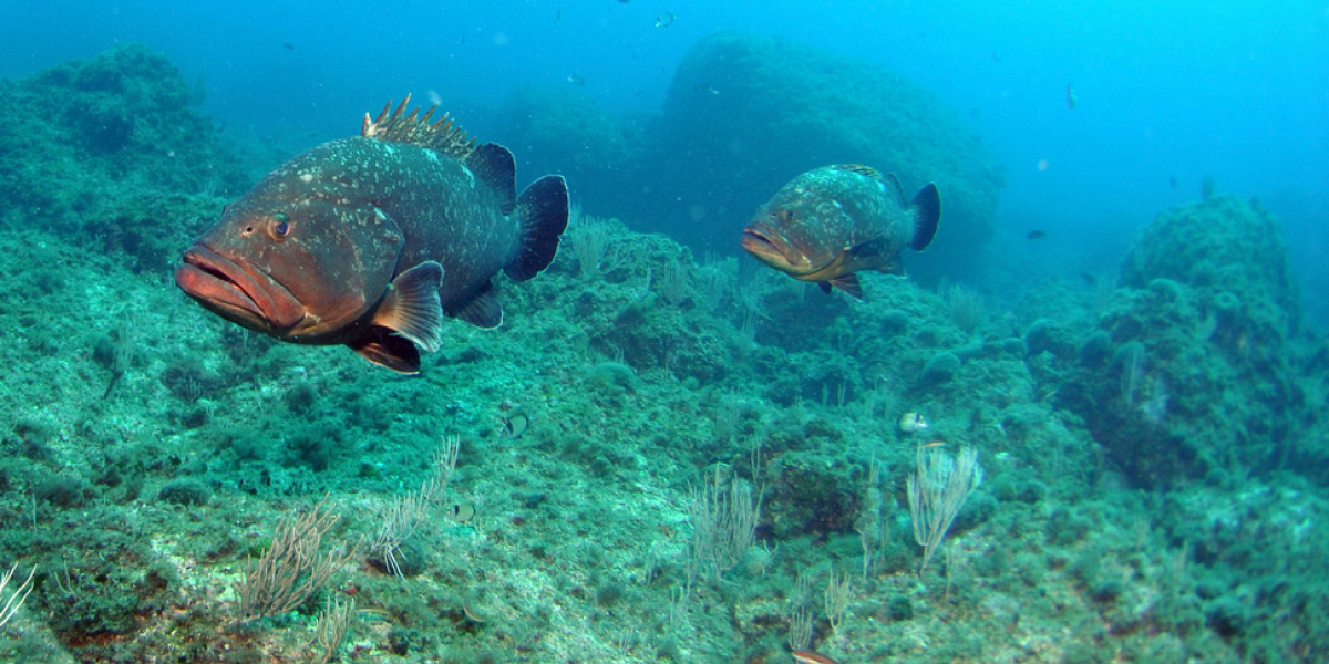 Deux mérous bruns (Epinephelus marginatus). Crédit photo : Gilles Saragoni / CNRS Deux mérous bruns (Epinephelus marginatus). Crédit photo : Gilles Saragoni / CNRS
