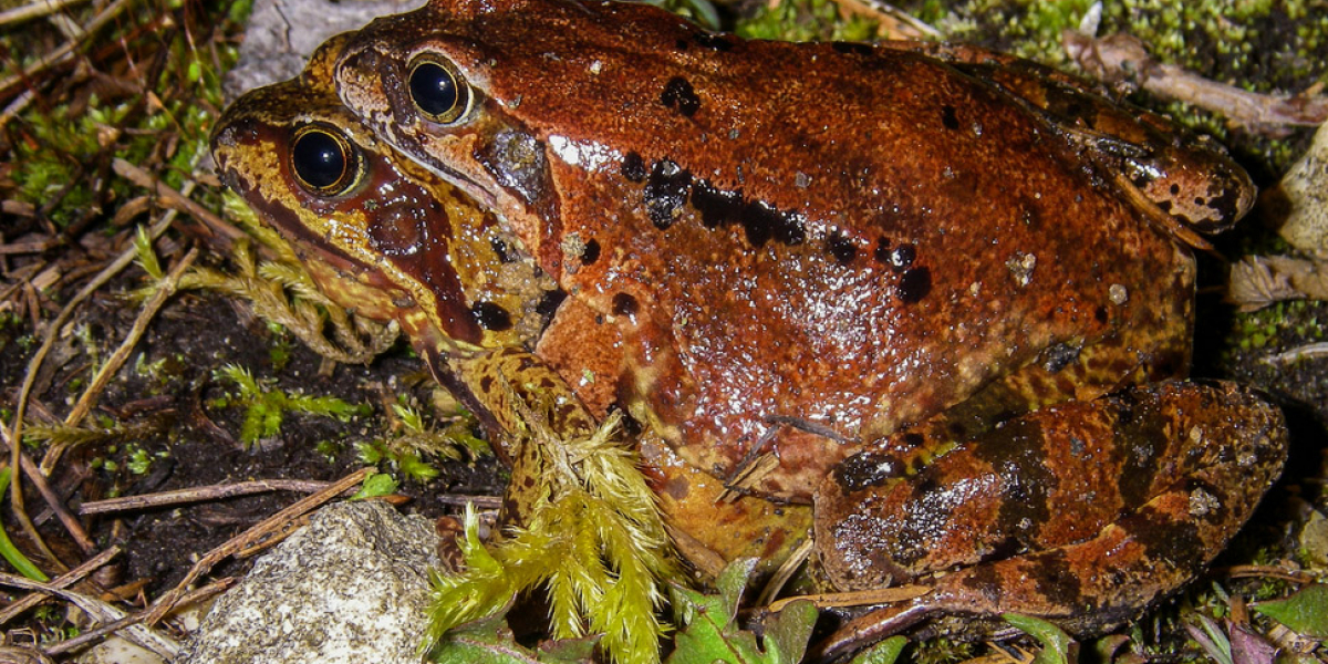 Amplexus -accouplement- de grenouilles rousses (Rana temporaria). Crédit photo : Sébastien Lamy / OFB Amplexus -accouplement- de grenouilles rousses (Rana temporaria). Crédit photo : Sébastien Lamy / OFB