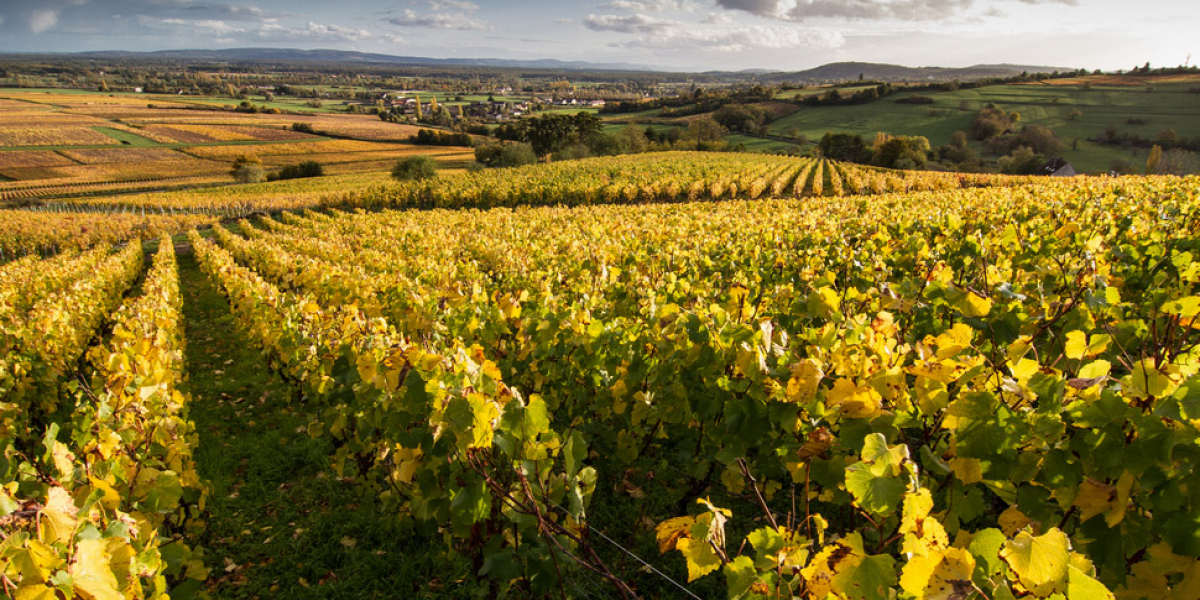 Vignoble Chalonnais, Lieu-dit La chaume de Renache à Jambles. Crédit photo : Sébastien Lamy / OFB Vignoble Chalonnais, Lieu-dit La chaume de Renache à Jambles. Crédit photo : Sébastien Lamy / OFB