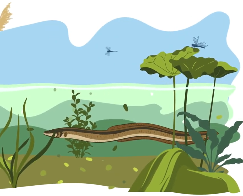 poissons migrateurs sentinel