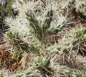 Photo d'un cactus au rameaux verts fins recouverts d'aiguilles blanches longues