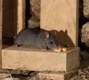 Photo d'un rat sur de la charpente en bois devant un mur en pierre