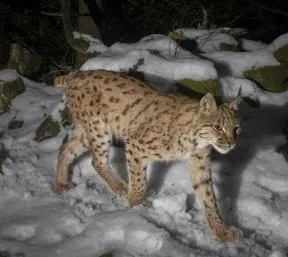 Lynx pris au piège photo la nuit